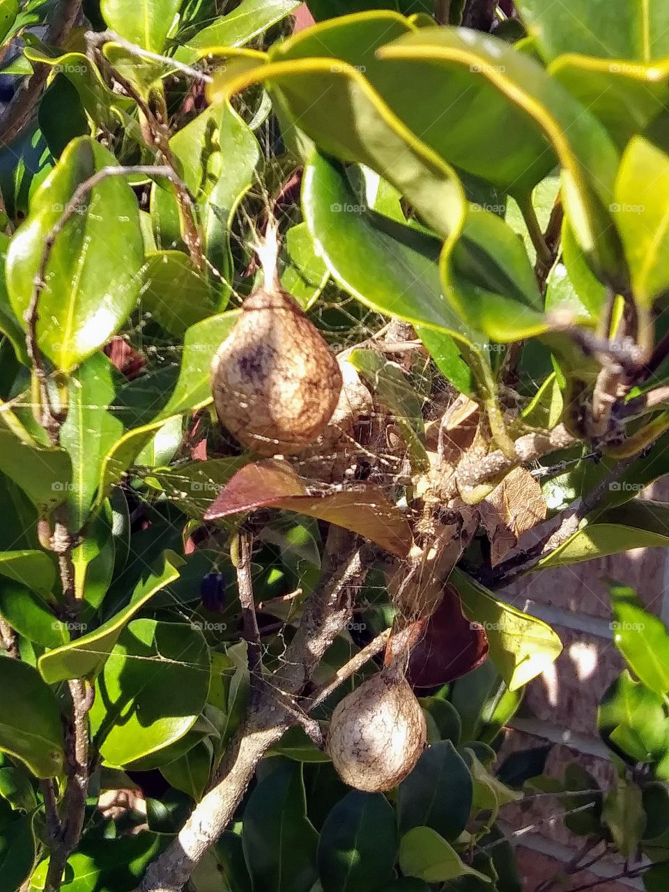spider nests in a shrub
