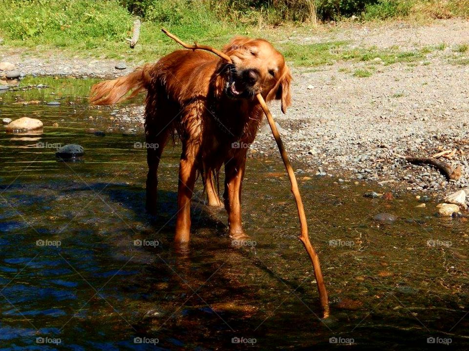 Dog with stick