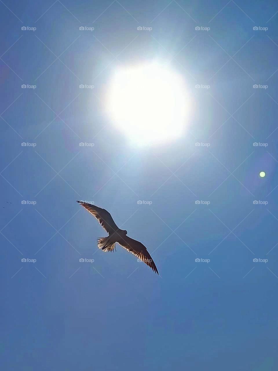 Gaviota al vuelo