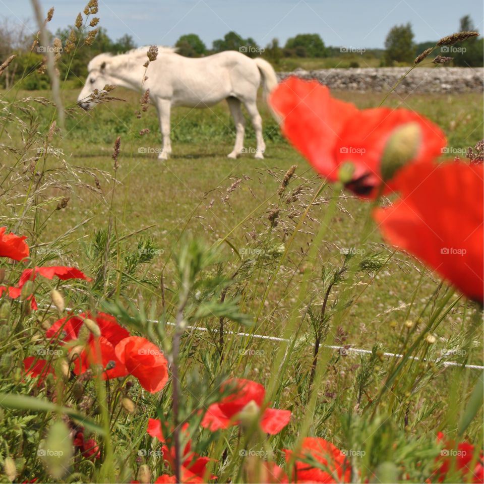 Summer horses and poppies. Summer at Fårö in Gotland,Sweden