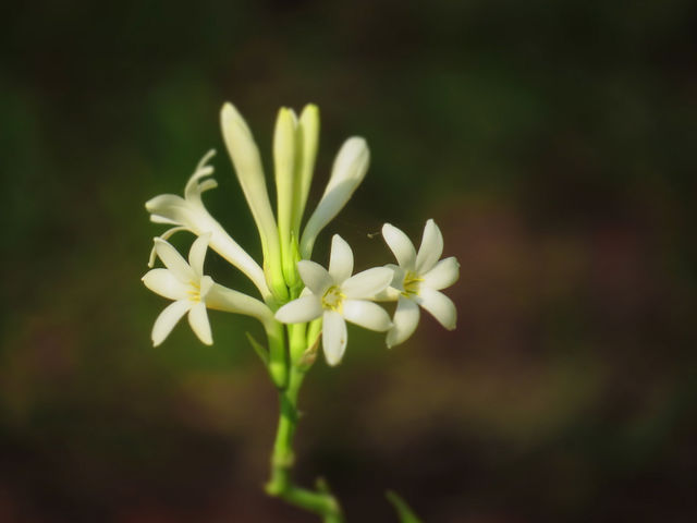 polianthes tuberosa