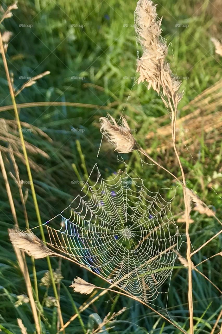 Spider web with early morning dew