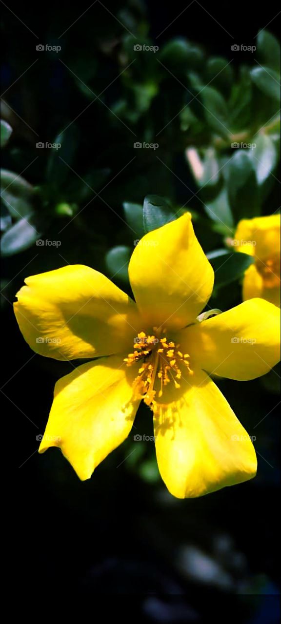 This picture captures a bright yellow flower, likely a yellow buttercup, in sharp focus against a dark, blurred background, highlighting its detailed petals and center with a pleasing bokeh effect that emphasizes the flower's beauty.