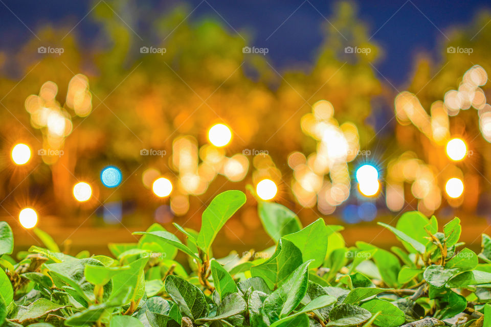 Image of Green Leafs in front of abstract blurred Bokeh Background