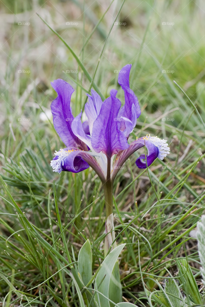 wild iris