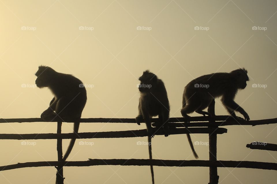 Three monkeys on the top of mountain