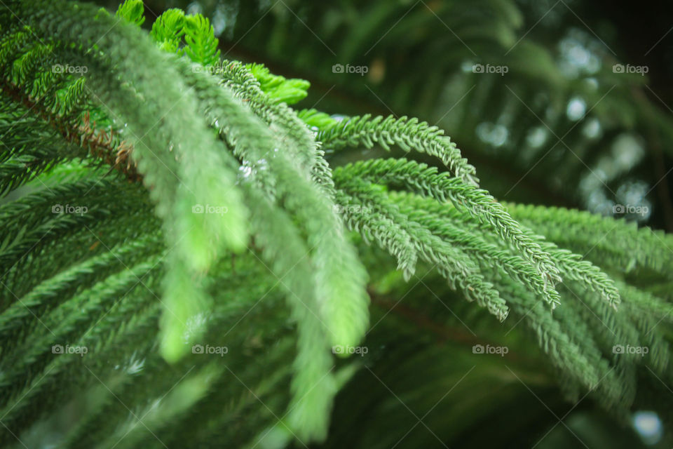 Beautiful tree image