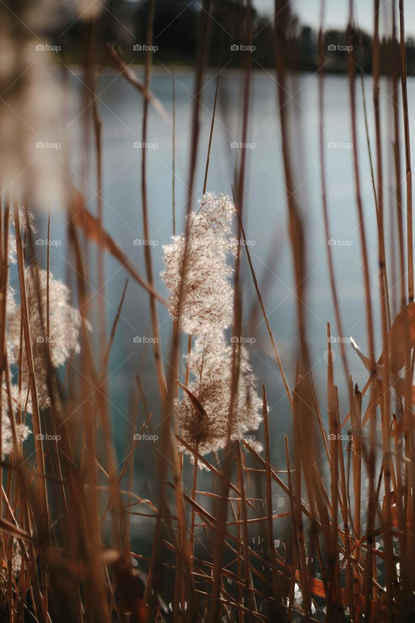 background image of reeds on the lake