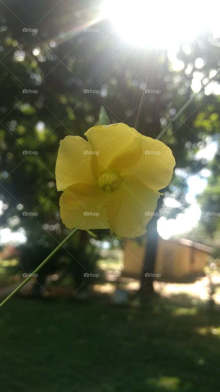 flor amarela iluminada pelos raios de sol.