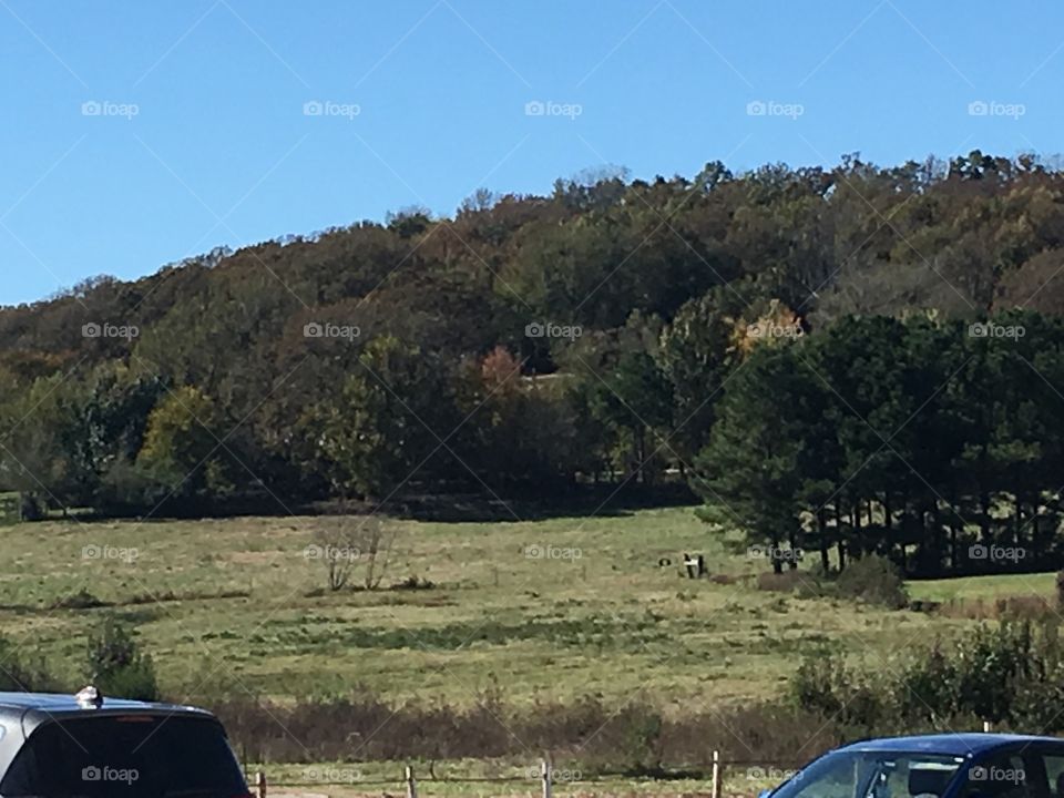 Such a beautiful field such a beautiful fall day, clear blue sky’s as far as you can see.