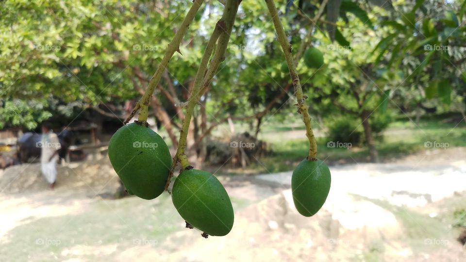 Mango fruit / Mangifera indica bunch on the tree, Guimaras Island, Philippines!