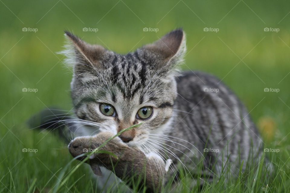 Cat carrying mouse in mouth