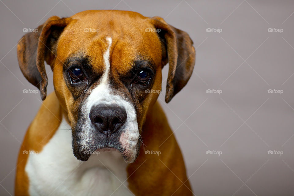 Boxer Dog Portrait