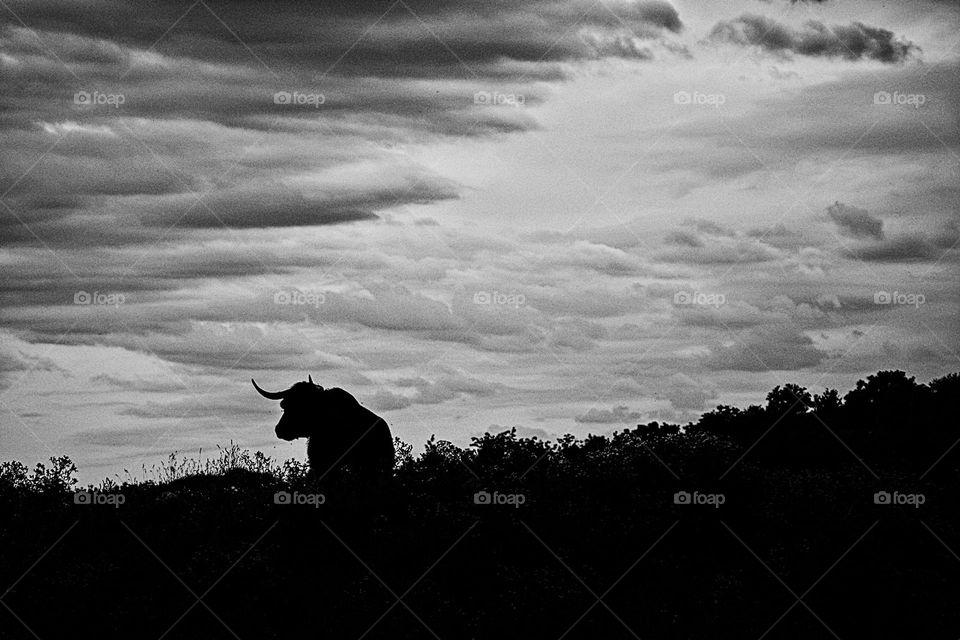 Black and white Highland Cow portrait on a hill, Highland cow in the shadows, standing still on the farm