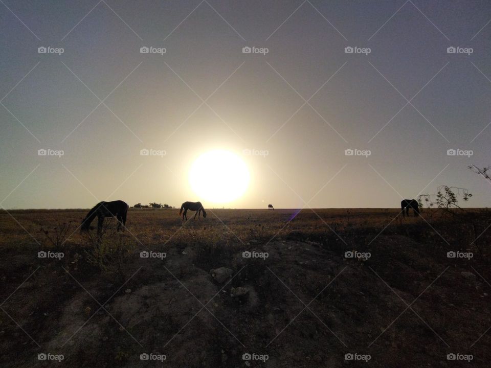 horses and field