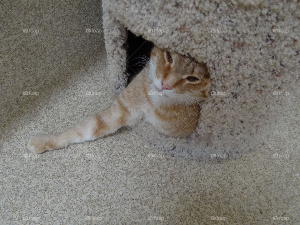 Cat in Cat Tower