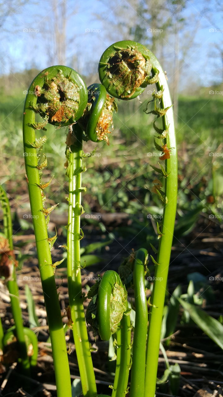 ferns unrolling