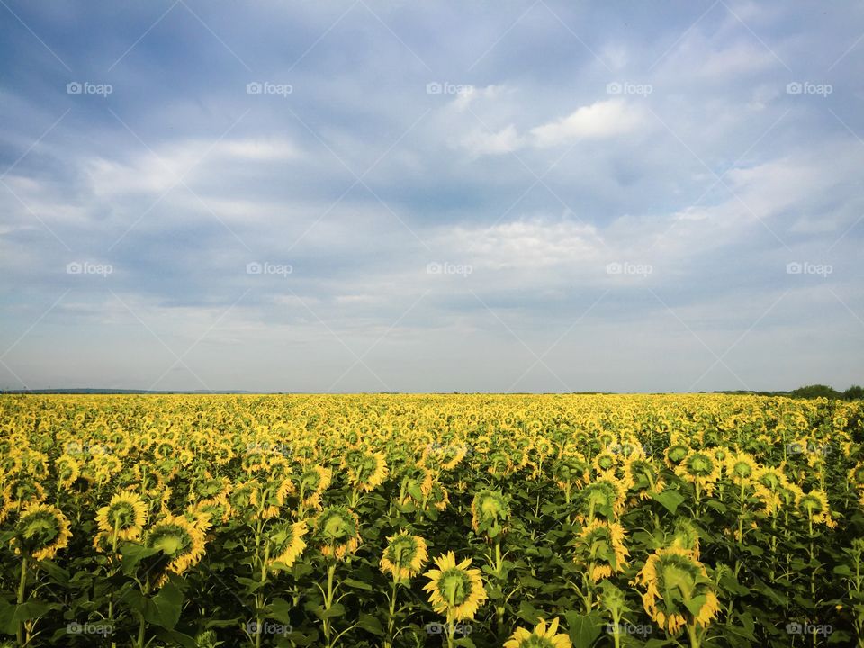 Field of sunflowers with dark storm clouds on the sky