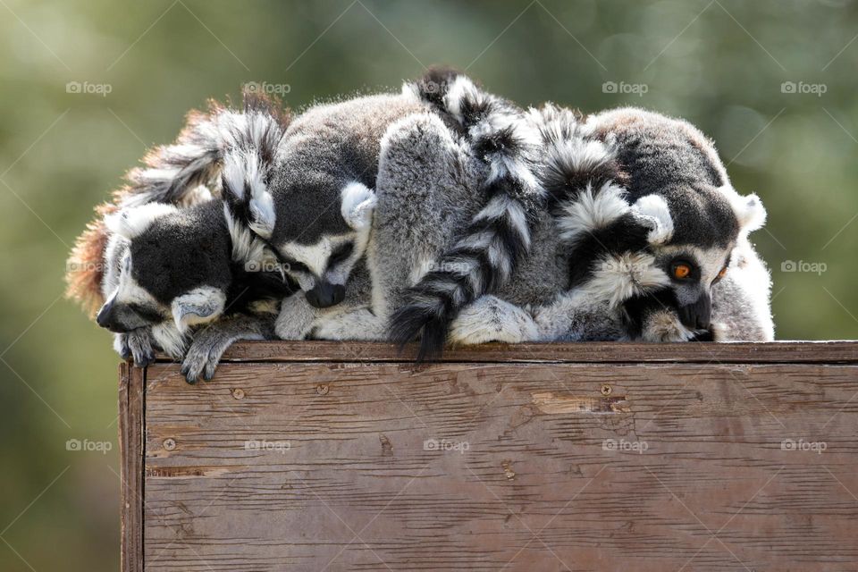 Ringtail lemurs huddle for a nap but one keeps a watchful eye out for dangers