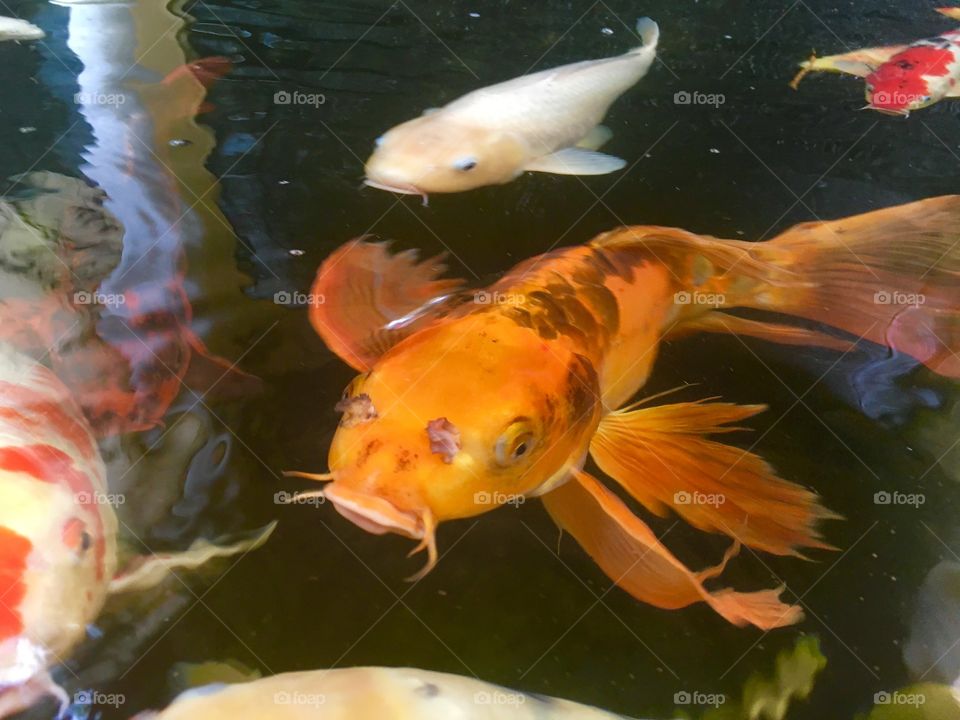 Beautiful orange Koi fish in pond
