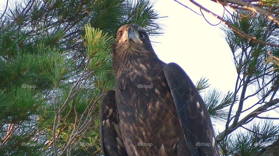 Eaglet on watch
