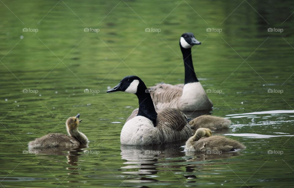 Little gosling talking back at mom