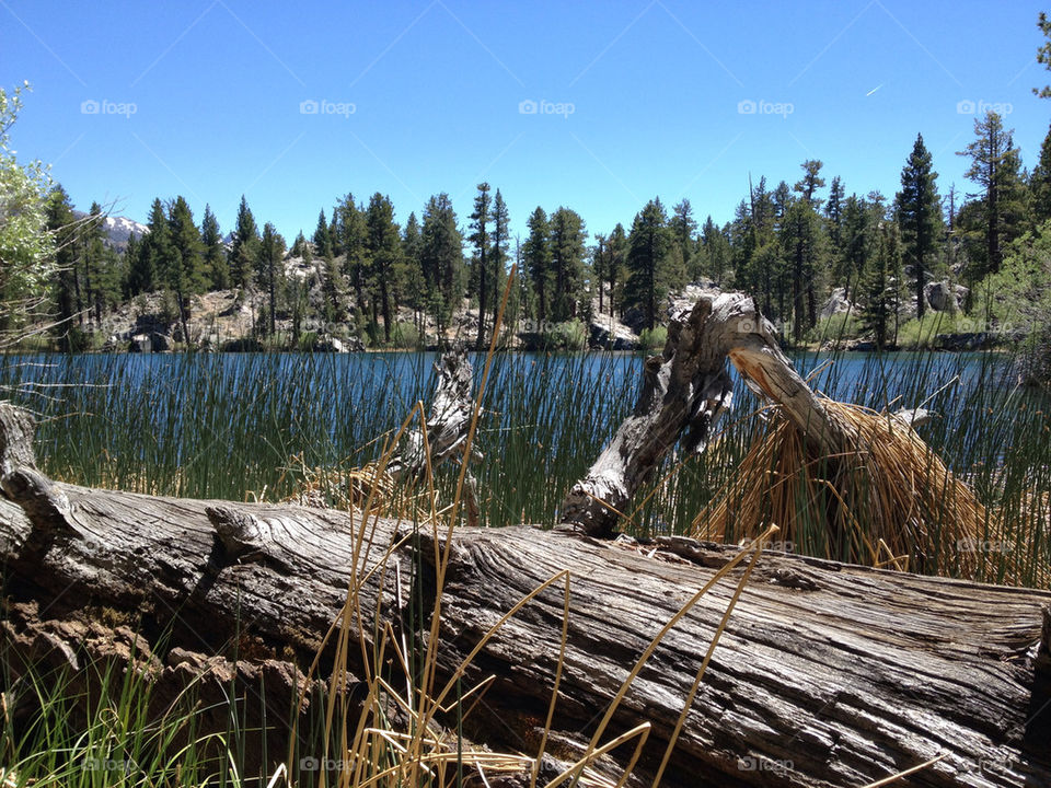 nature forest lake camping by albert.escobedo