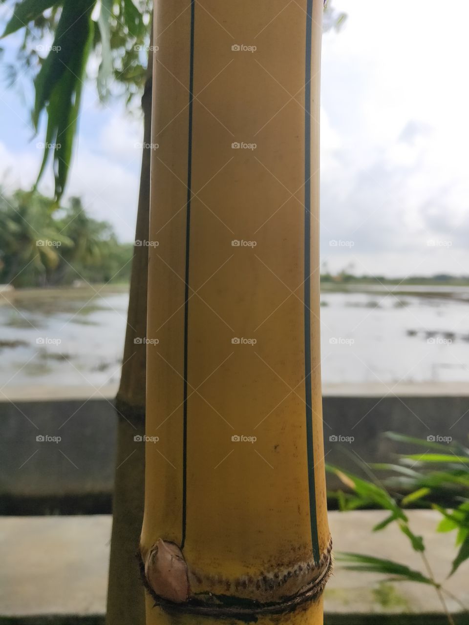 yellow bamboo stalks with green stripes. with the incoming sunlight