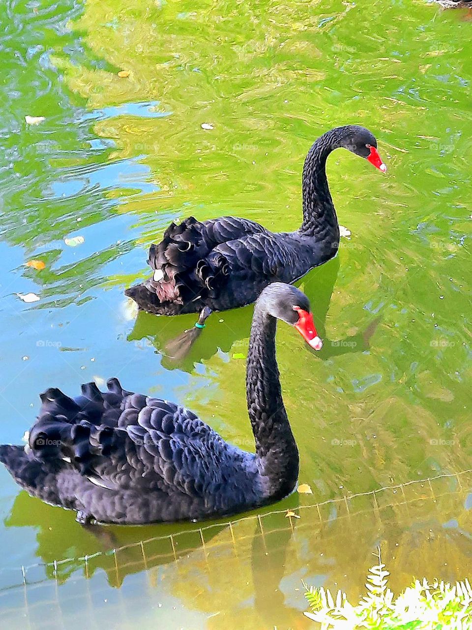 Two swans in the pond