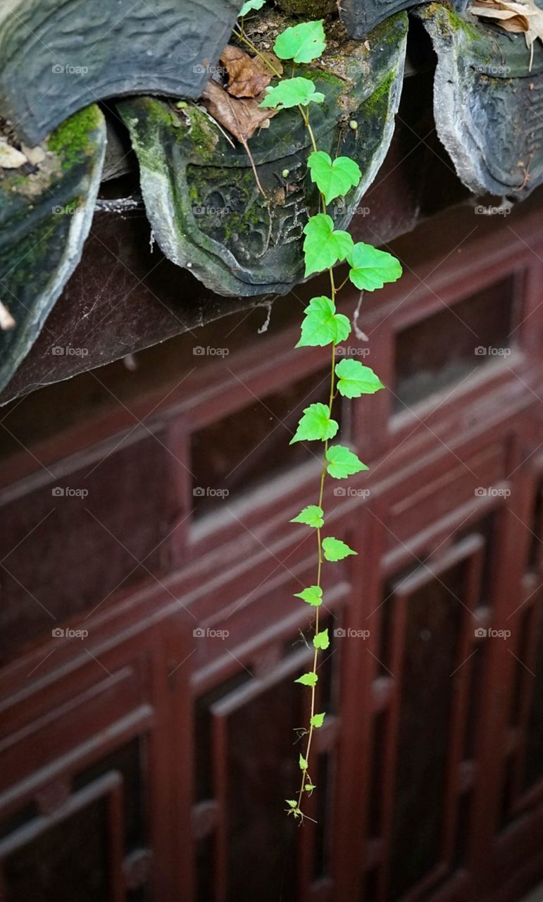 Green Leaves next to Red Windows