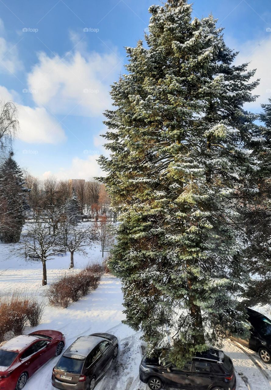 first snow in winter