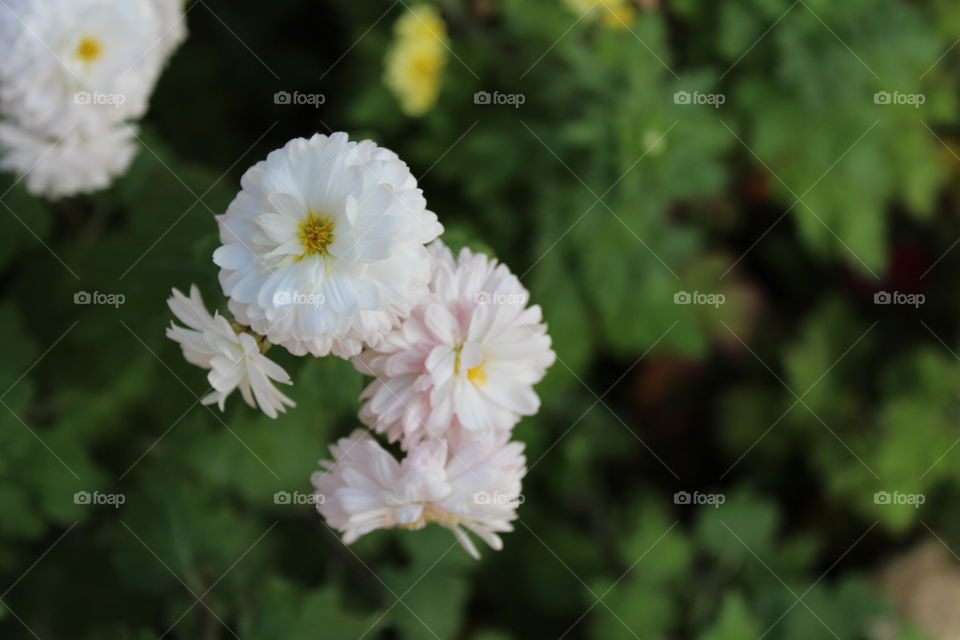 beautiful macro of a white flower