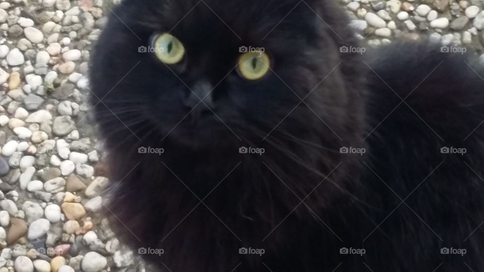 black cat close-up beauty