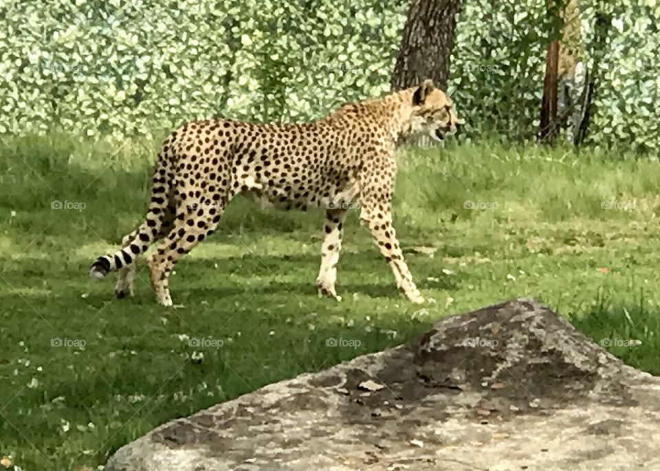 Cheetah cheetah