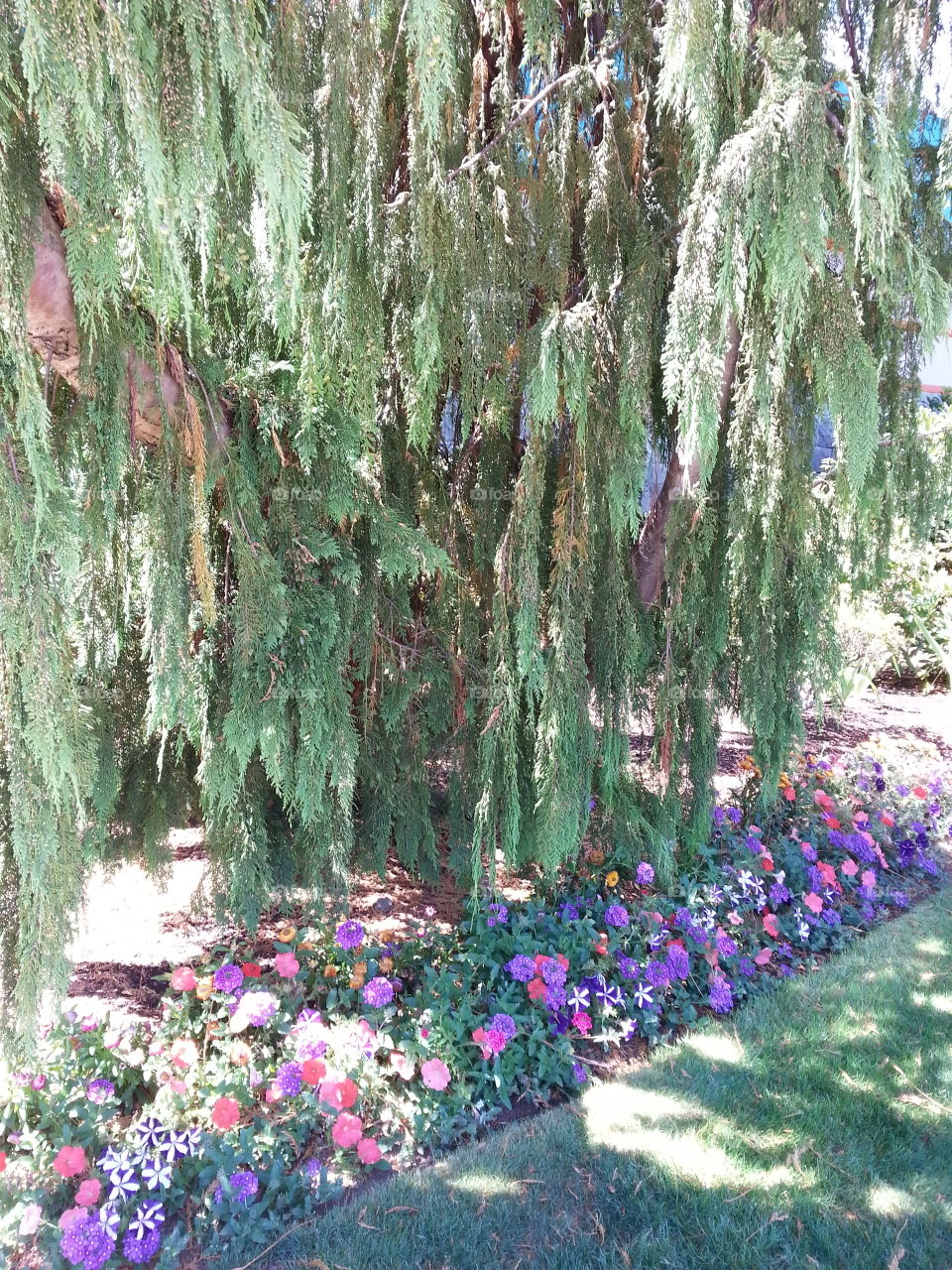 plants. hanging