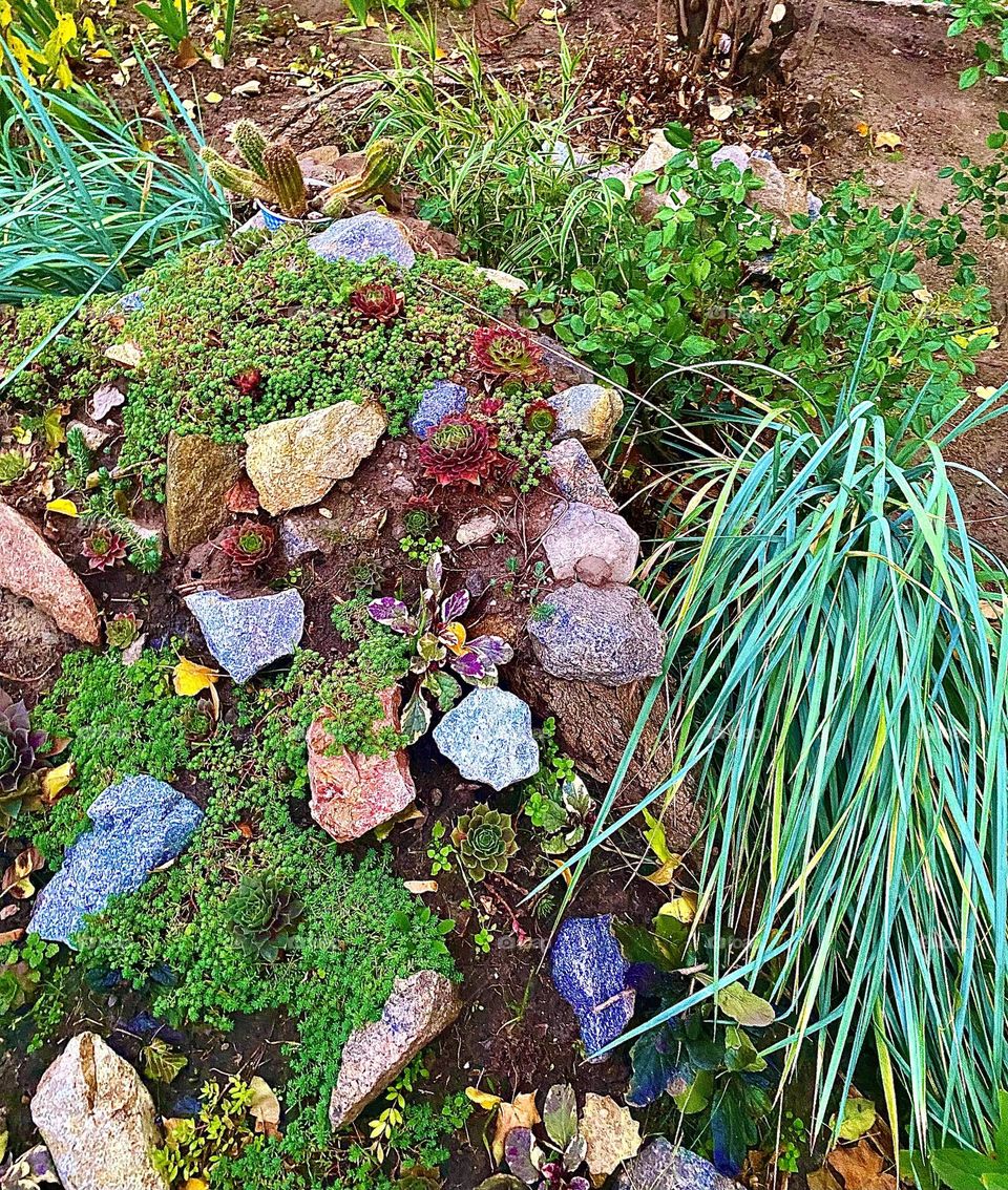 #stones #cactus
#grass #leaves
#bloom #