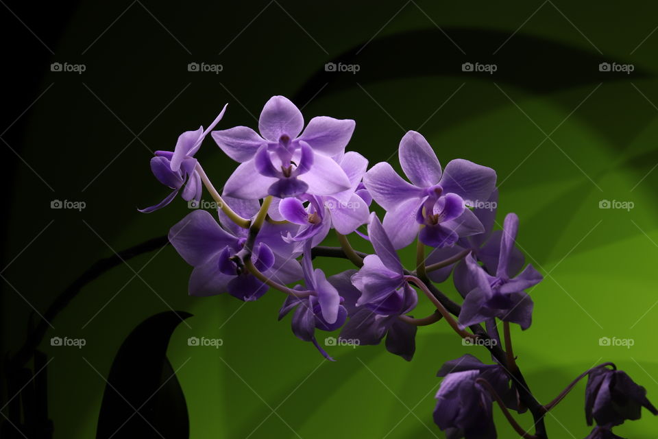 Light graphics. White-violet phalaenopsis orchid on green background lights
