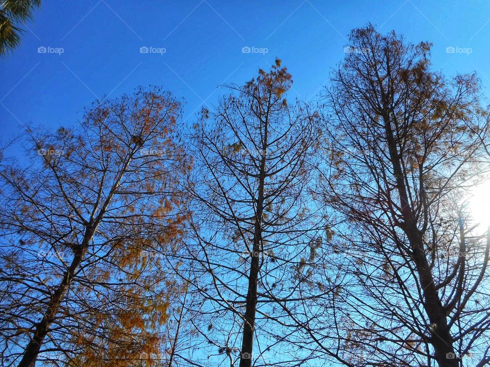 Three tall trees against a blue sky in Central Florida. Photo is taken from below.