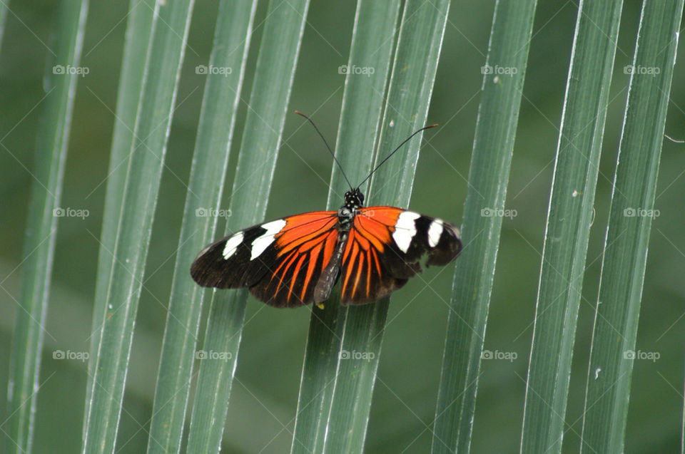 orange palm butterfly leaf by stevephot