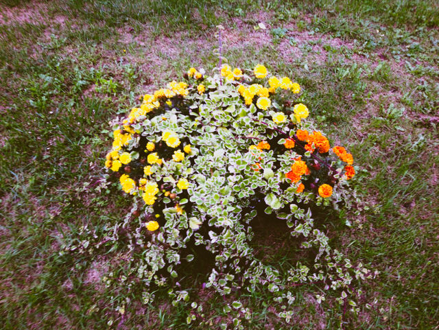 Autumn flowers