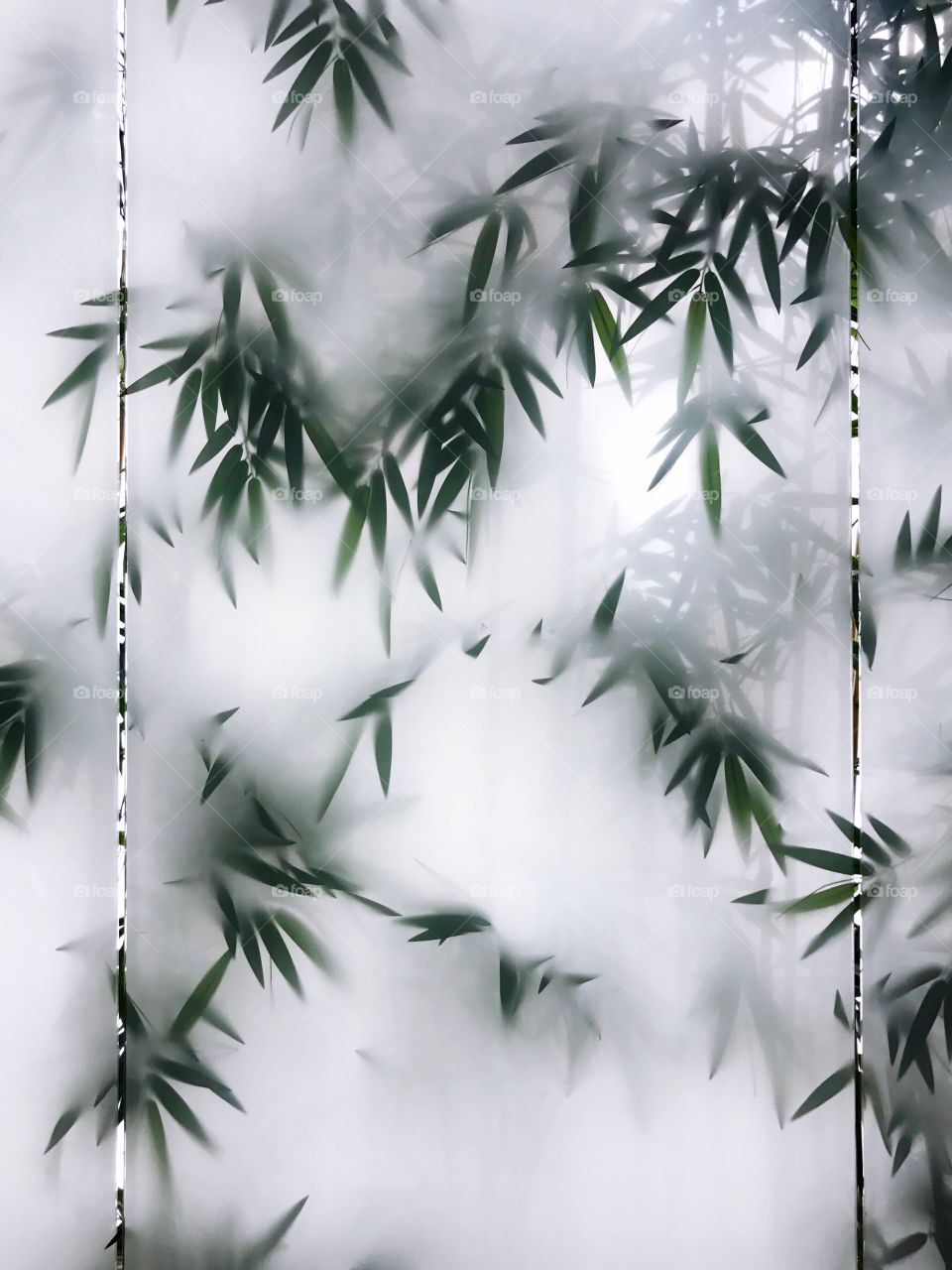 Bamboo leaves in foggy weather