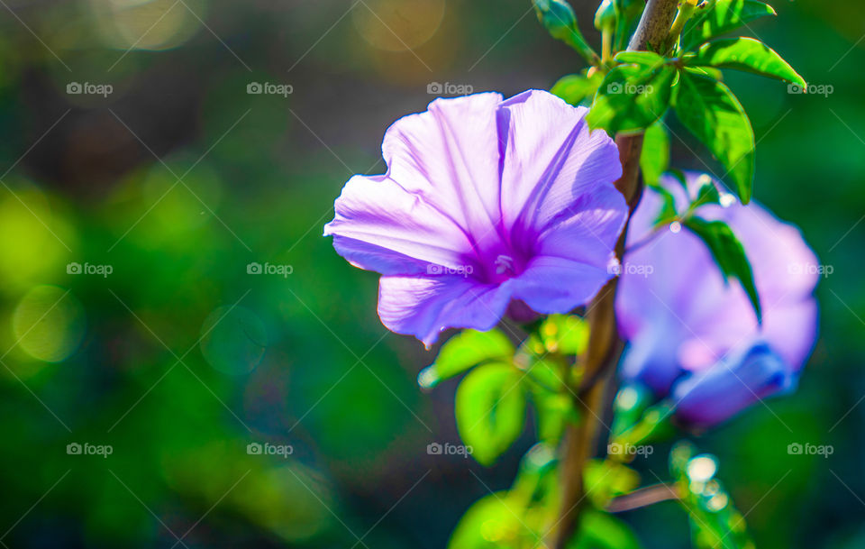 Morning glory is perennial vine