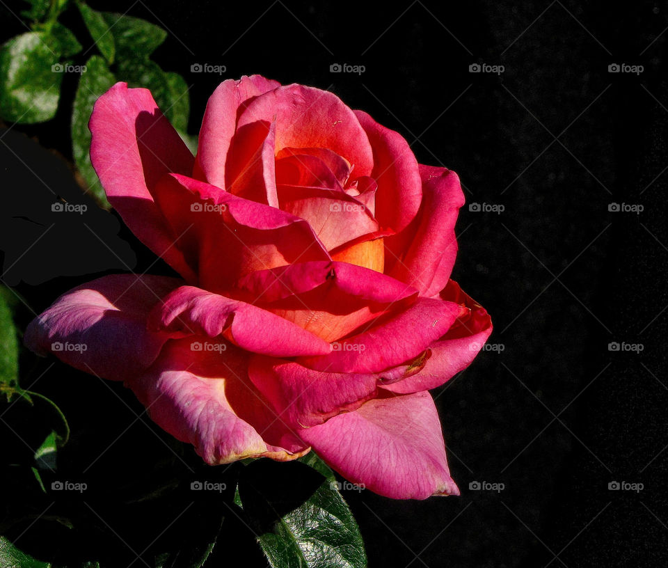 flower red springtime rose by landon