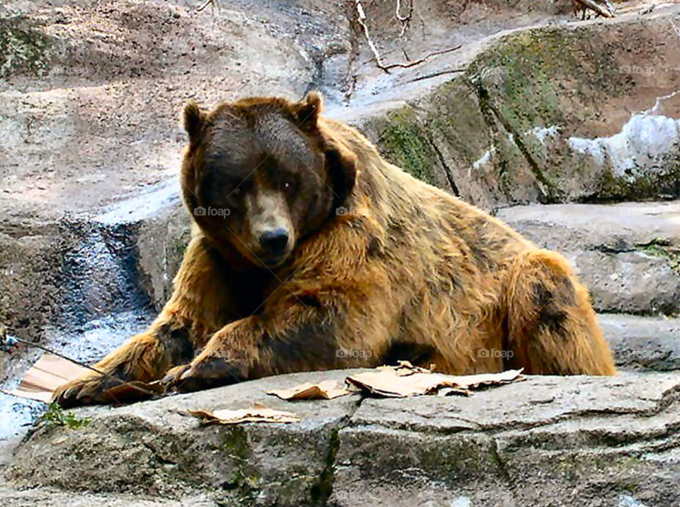 animal bear by refocusphoto