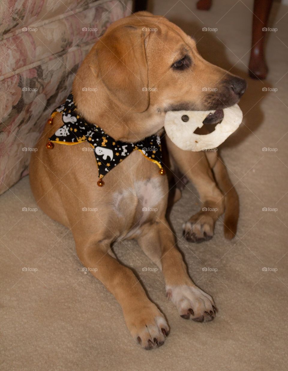 Halloween pup2