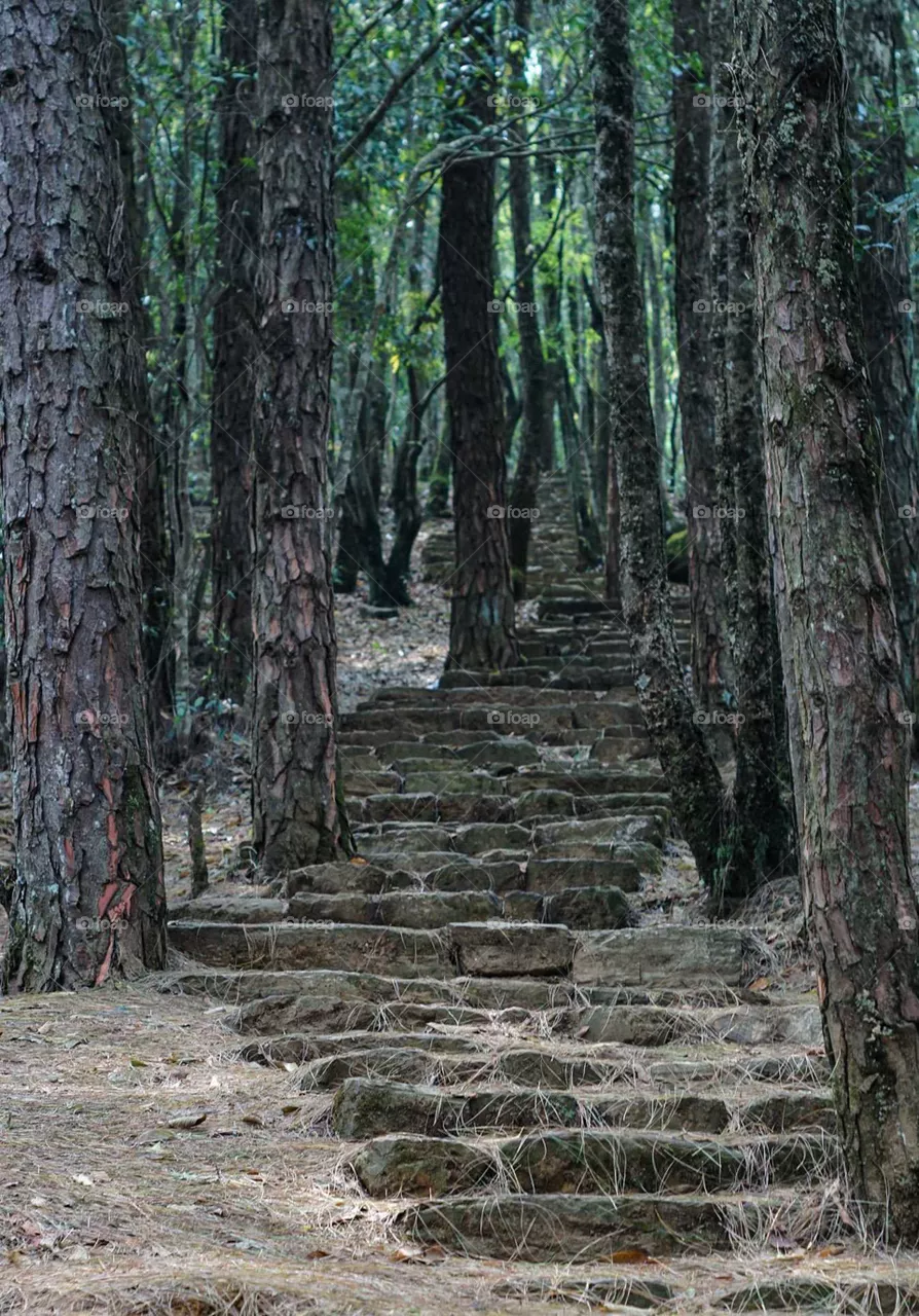 Steps
