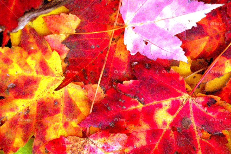 Red and yellow leaves