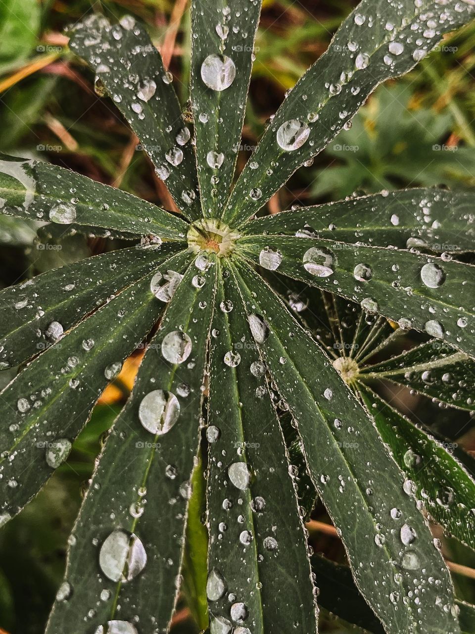 Raindrops on the grass