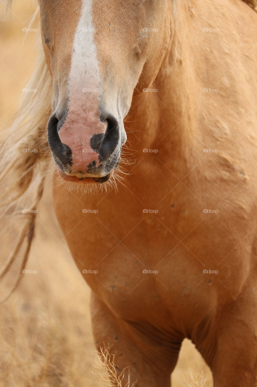 Closeup view mouth, nostrils, head of wild Palomino stallion in the high sierras of Nevada 