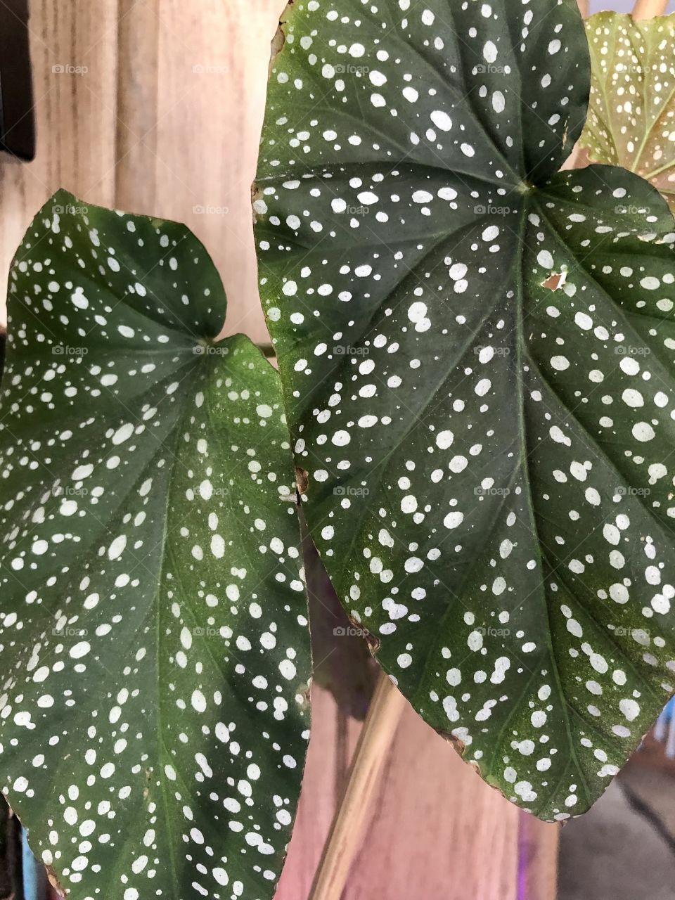 Plant with polka dots 